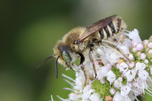 Réf. 329 743 : Megachile sp.